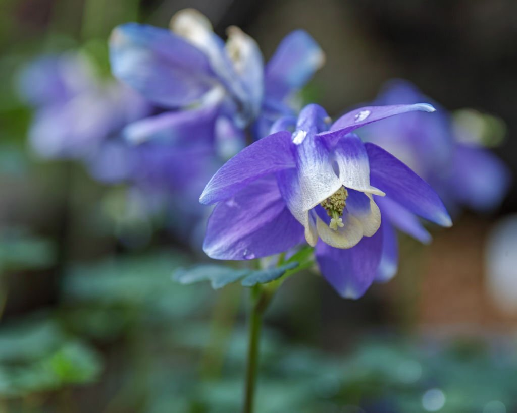 Fan Columbine