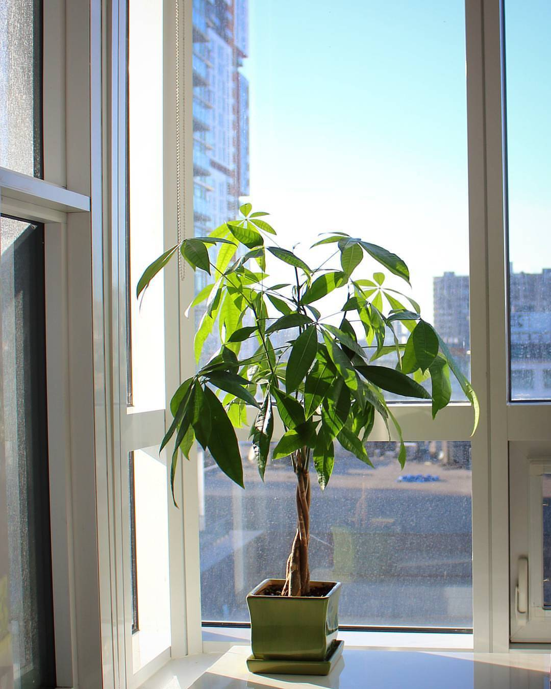 indoor plant, enough light