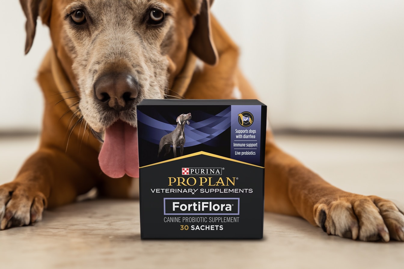 Best Probiotics for Your Dog