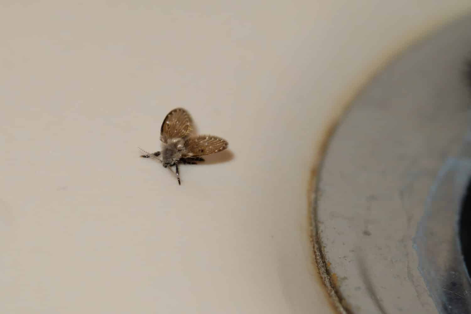 Drain Flies/Moths: Signs of Household Plumbing Leaks - Dengarden