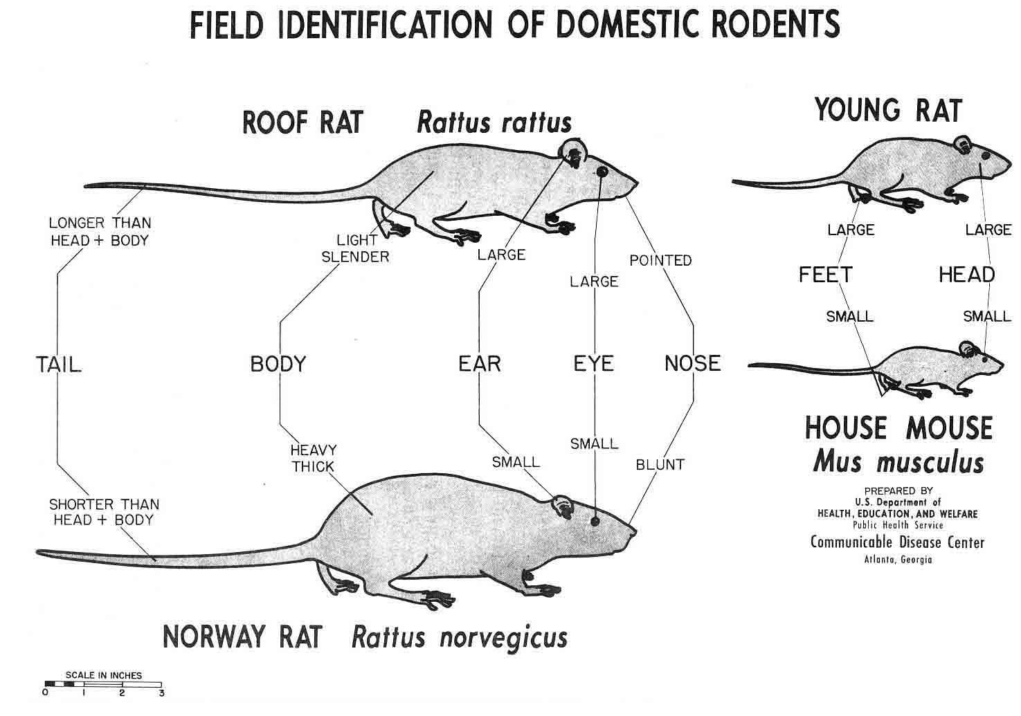 An image comparing various different rodent pests.