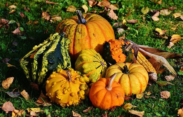 pumpkins, decorative squashes, gourds