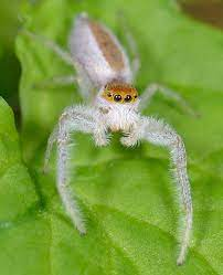 White-jawed Jumping Spider (Hentzia mitrata) · iNaturalist Canada