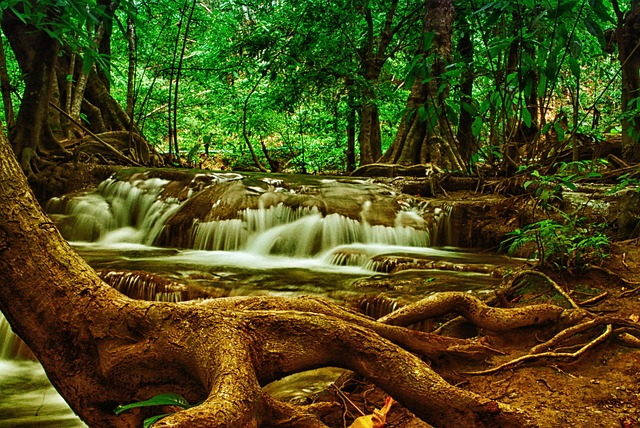 tree, waterfall, forest