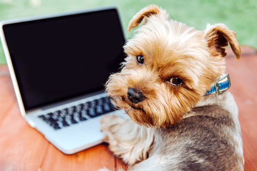 A mentally stimulated Yorkie sitting by a laptop computer