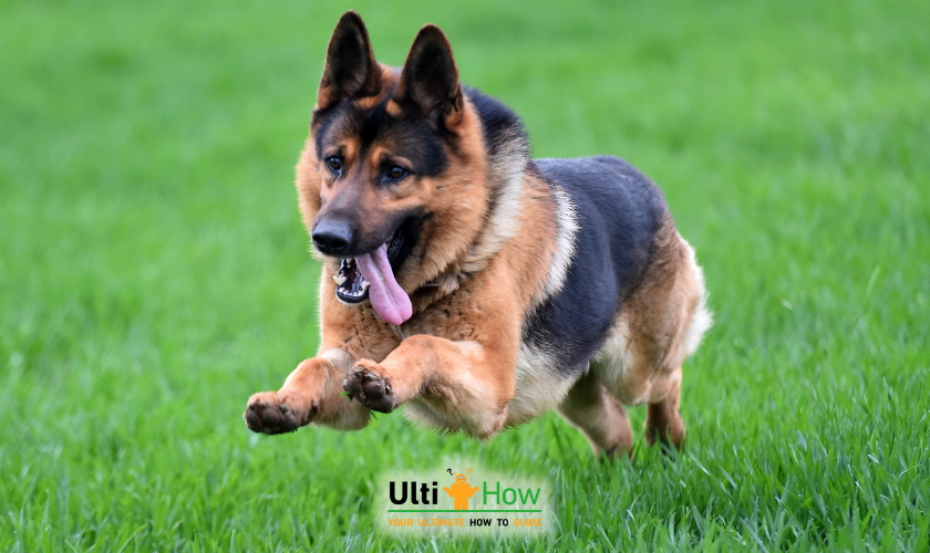 Exercise Your German Shepherd Regularly in a post about How to Take Care of a German Shepherd