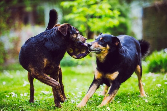 Dealing with Jealousy and Competition Among Dogs