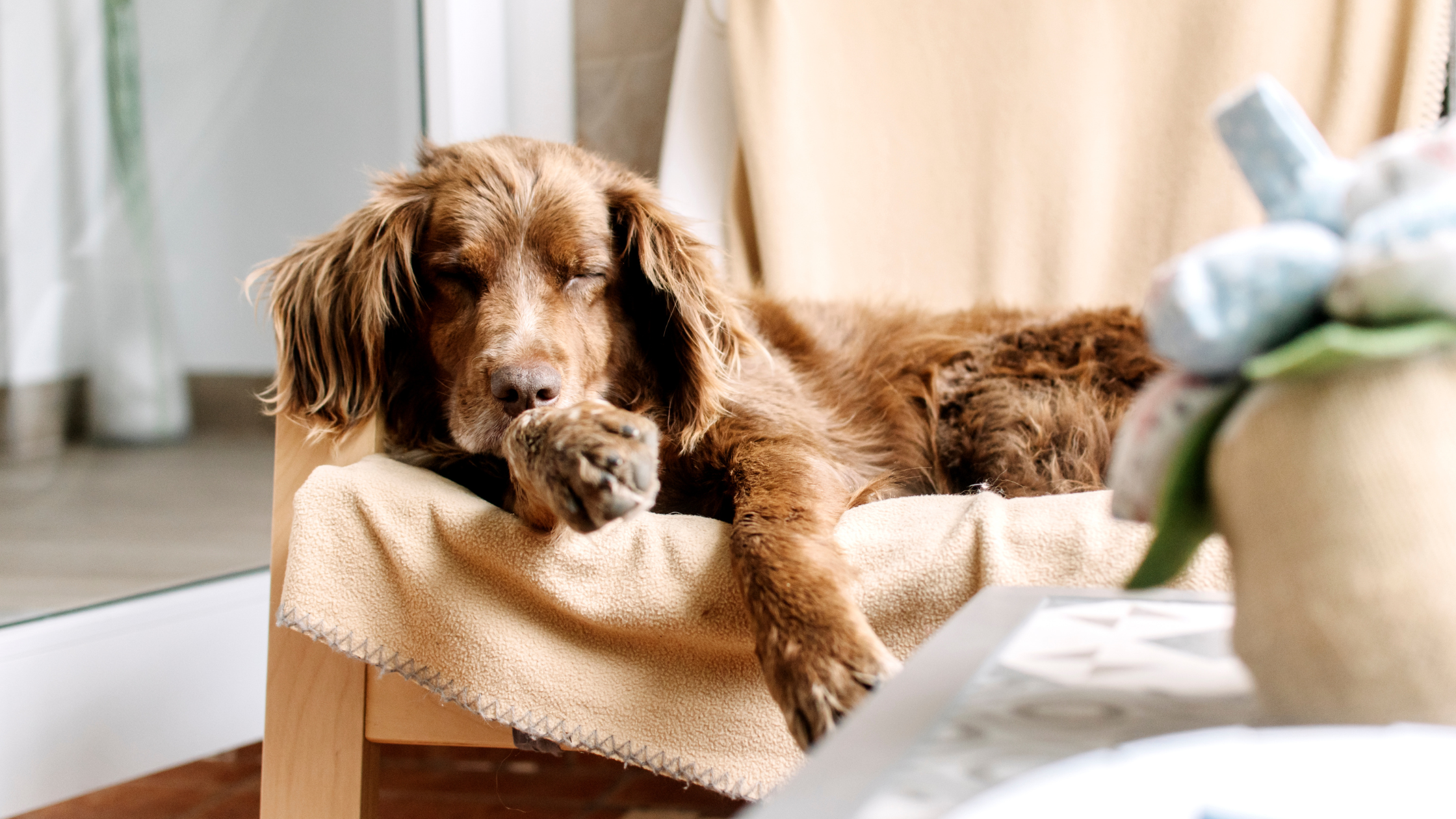 A sleeping Small Munsterlander laying on a blanket covered chair