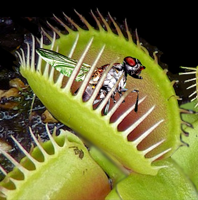 Feeding venus flytraps