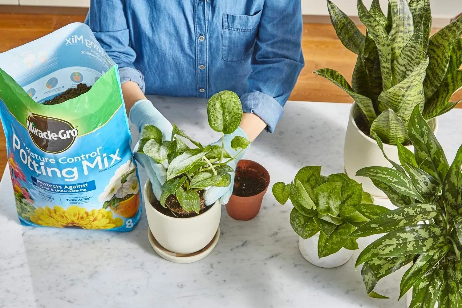 Best Soil for Pothos Houseplants