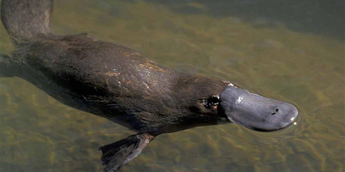 interesting animals in tasmania