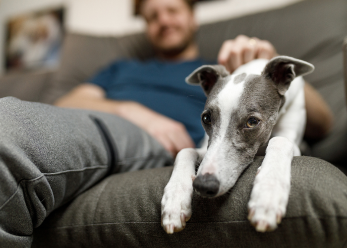 A person dwith their dog in an apartment.