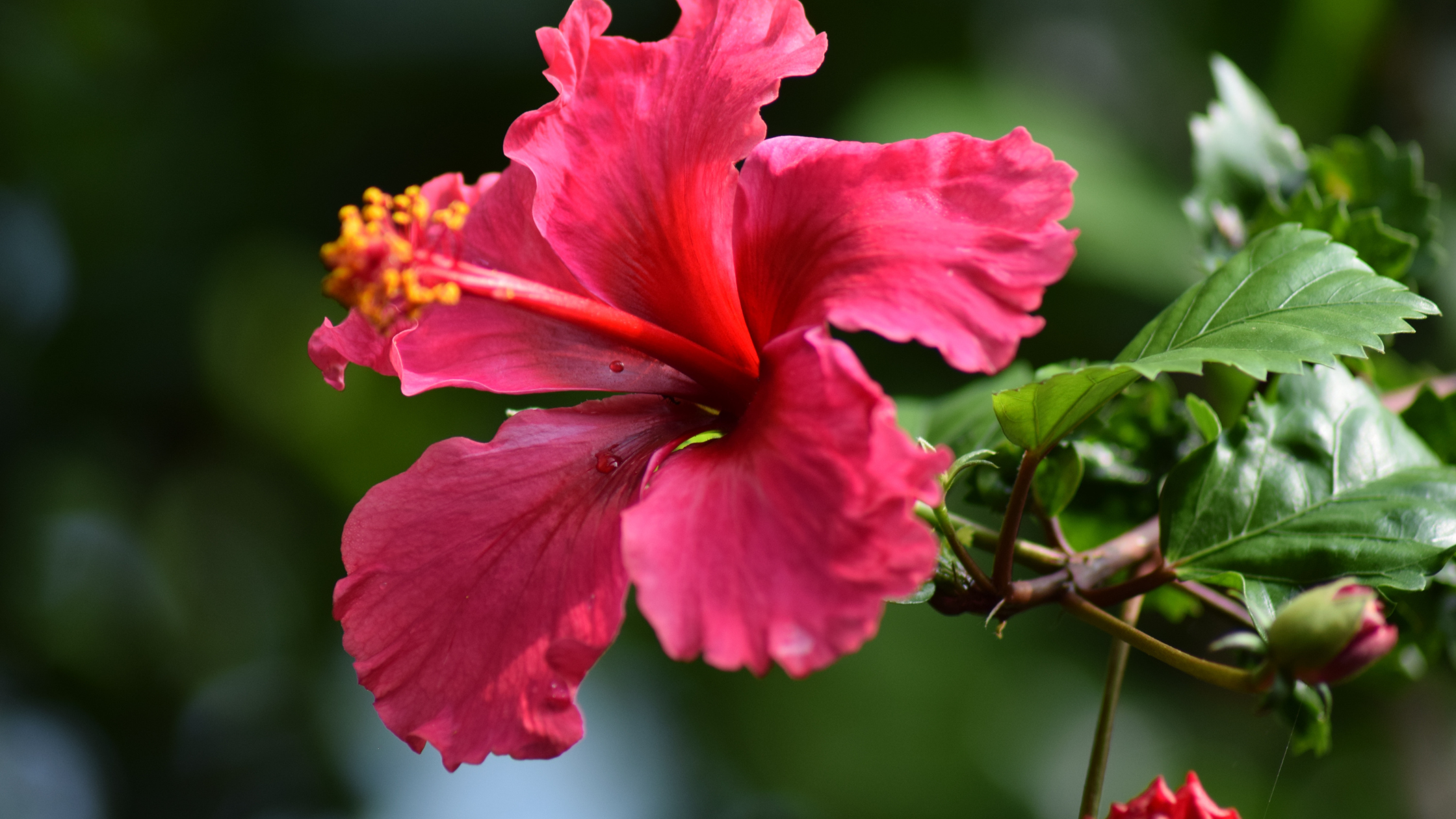 Hibiscus flower