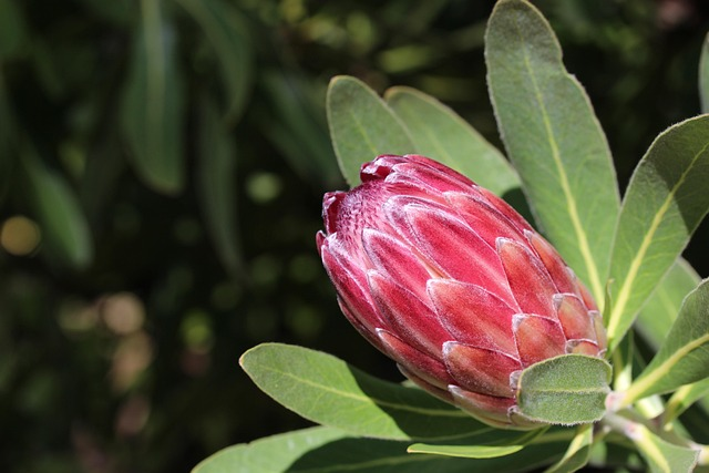 queen protea, acidic soil, mountainous coastal land, thick stems, southern hemisphere