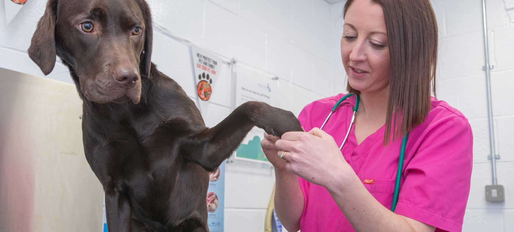 Vet Checking Out a Dogs Fur