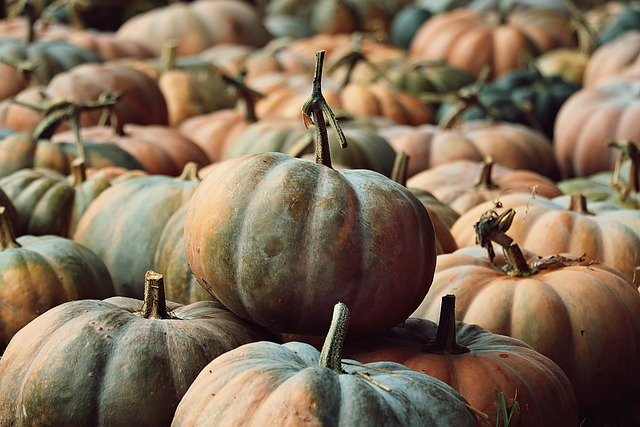 pumpkins, pumpkin patch, harvest