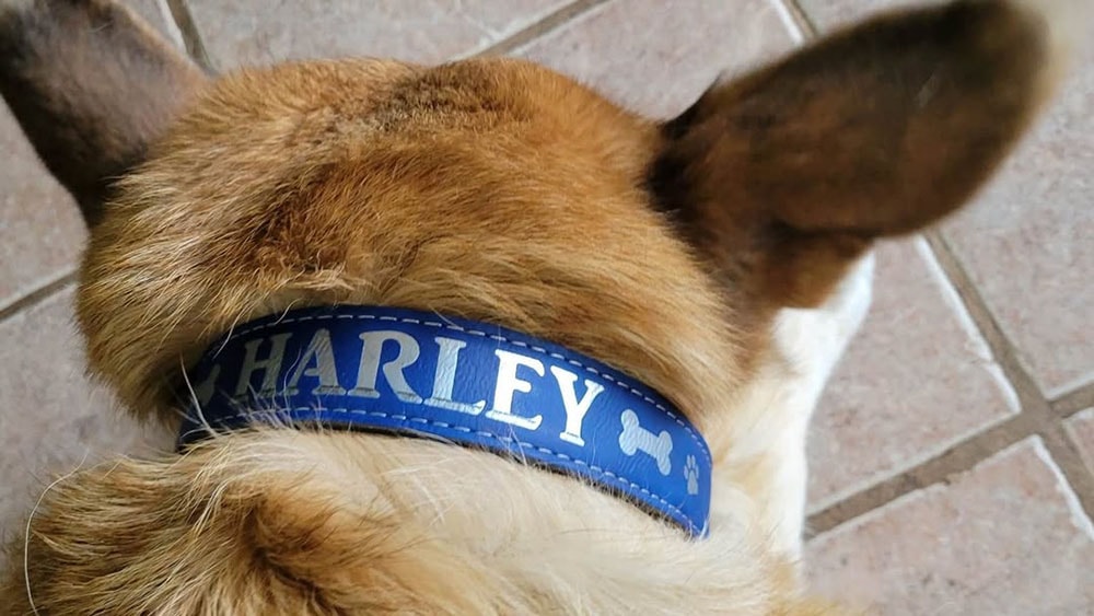 custom engraved dog collar