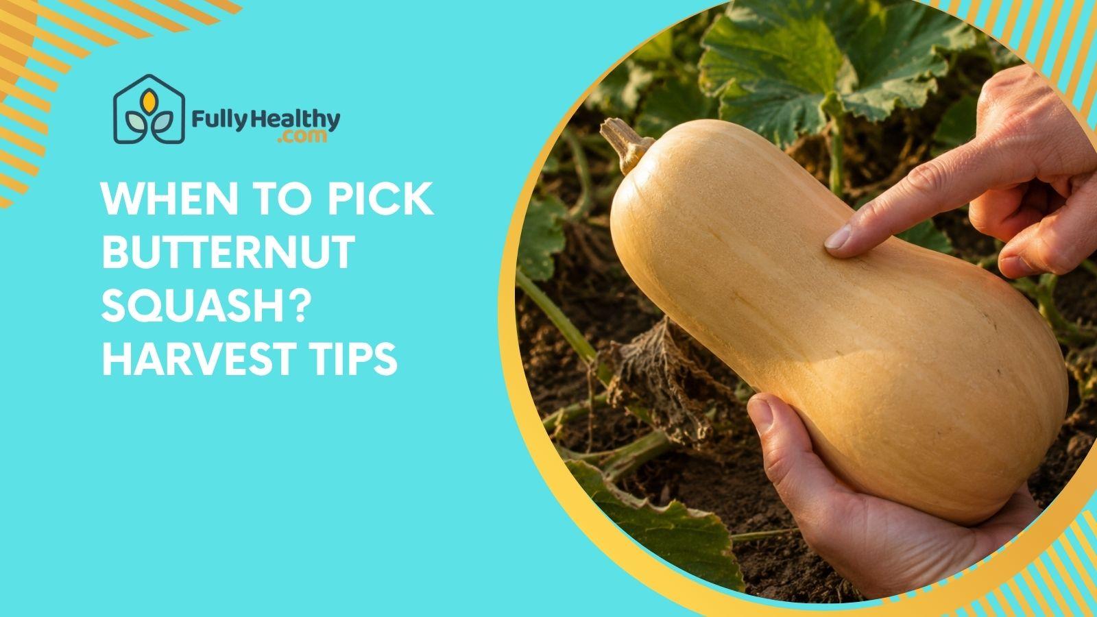 When To Pick Butternut Squash? Harvest Tips