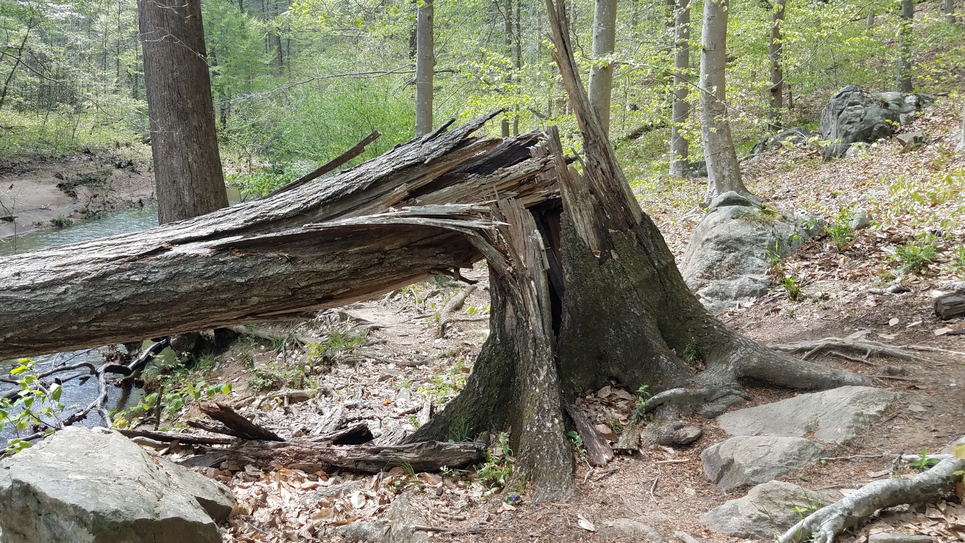 Arbres tombés dans une forêt. Il peut s'agir d'une excellente ressource naturelle pour obtenir du bois d'œuvre respectueux de l'environnement.
