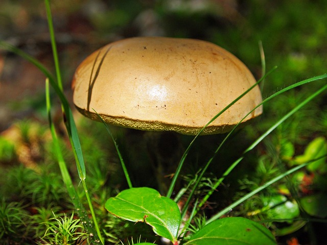 mushroom, fungus, forest