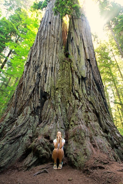 sequoia, redwood, giant redwood