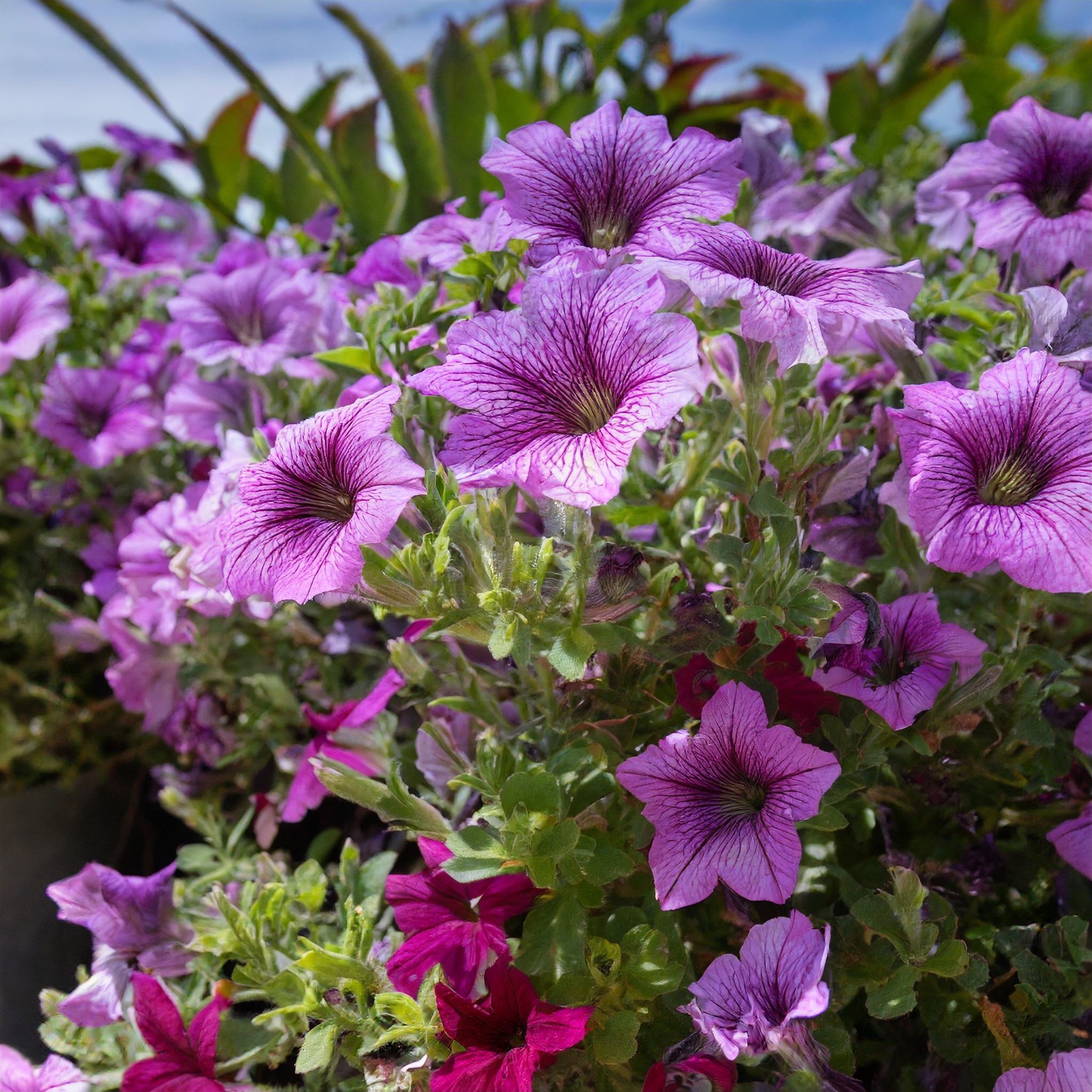 Fioletowa Vista Supertunia sadzonka 