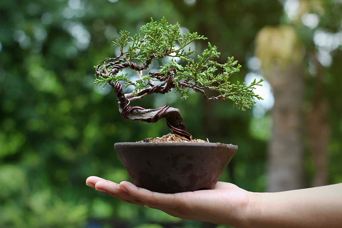 fertilizer types, bonsai, foliar feeding, bonsai growth