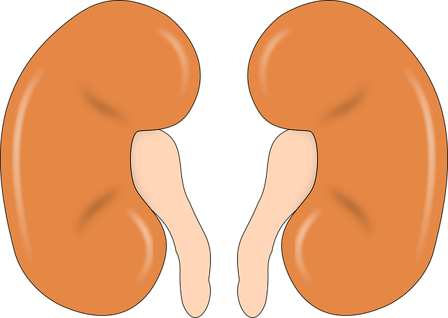 kidney, anatomy, human, man, organ, orange human, kidney, kidney, kidney, kidney, kidney