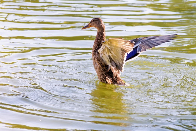 Teal, duck, Birds that start with T