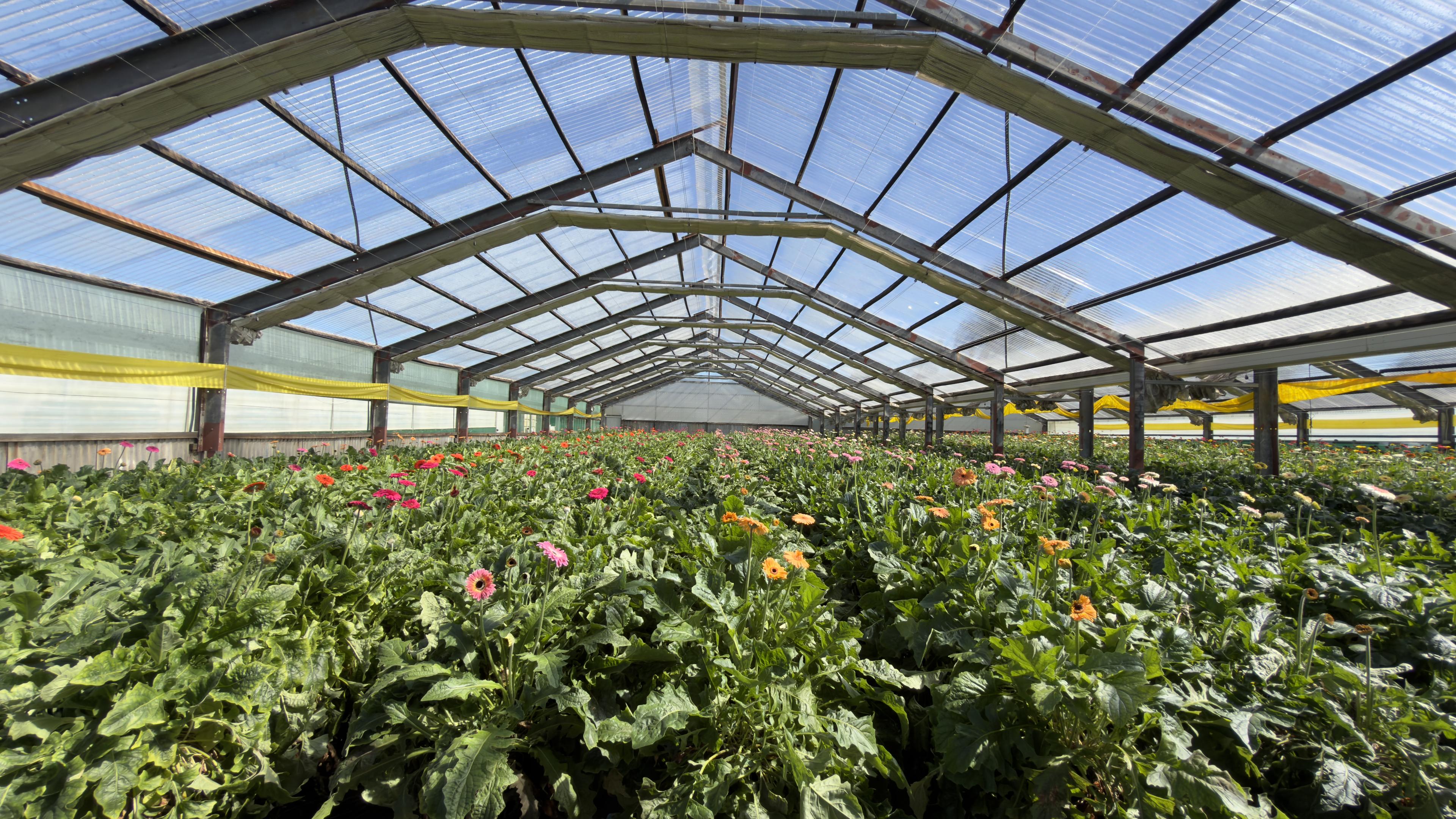 Thornton Bros Florist - a picture of the Gerbera's growing in a greenhouse in Thirlmere