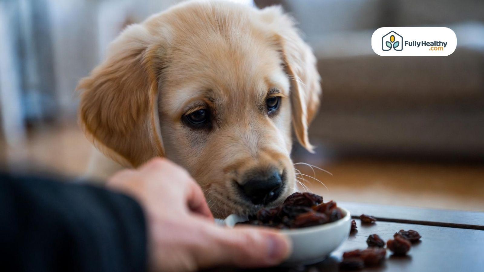 Golden retriever puppy sniffing a bowl of raisins while a hand pulls the dish away inside a family home.