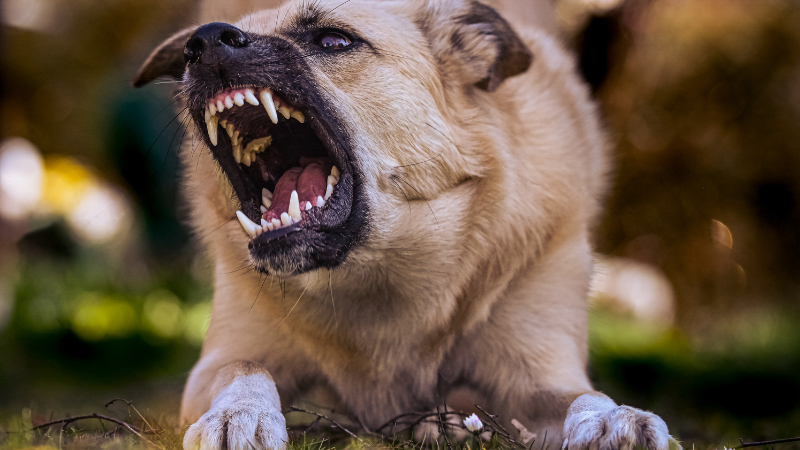 1f9c8604 fd5f 48b6 9d56 4543dd71d92c How to Train an Aggressive Dog: A Comprehensive Guide