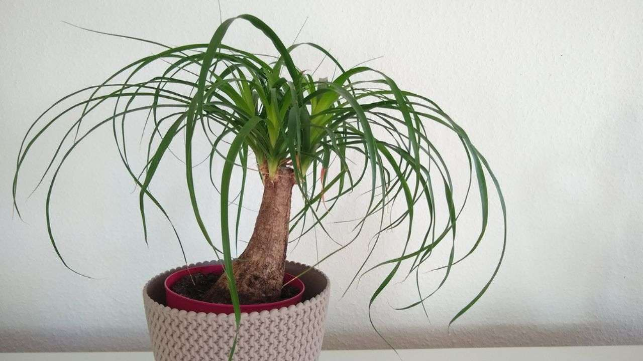 indoor plants, full sun