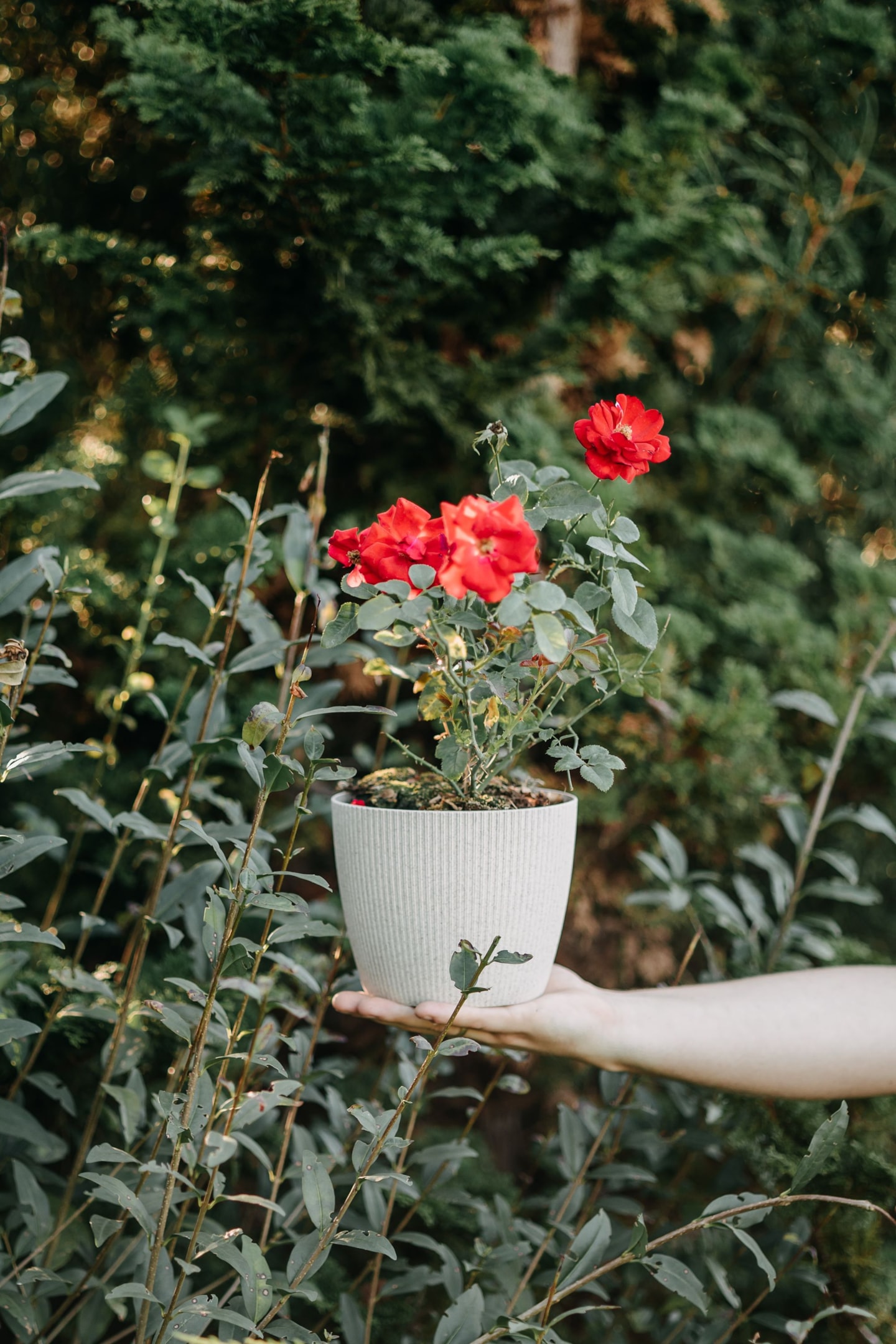 Eustoma w ogrodzie – kwitnące pędy