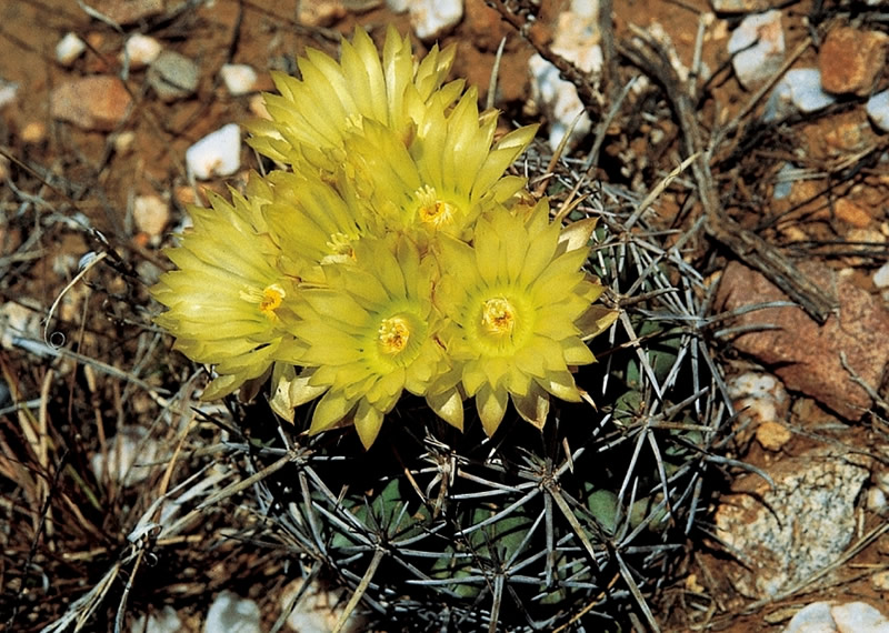 coryphantha robustispina ssp, succulents