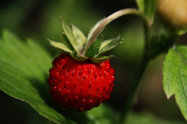 wild strawberry, strawberry, ripe, hanging strawberries
