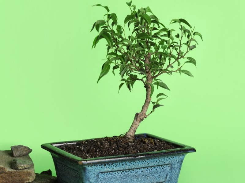 Bonsai tree with rocks