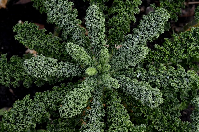 kale, nature, cabbage