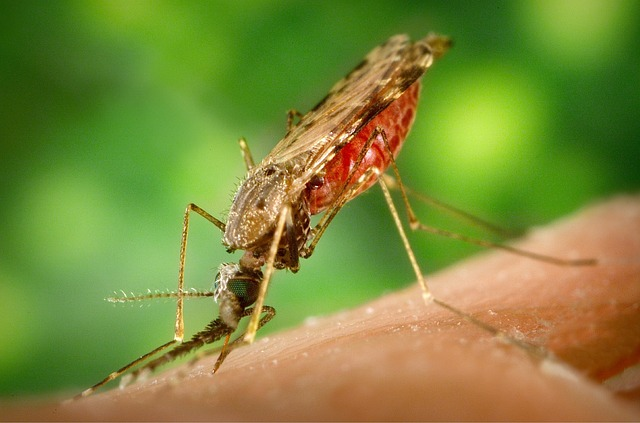 mosquito, malaria, plaque