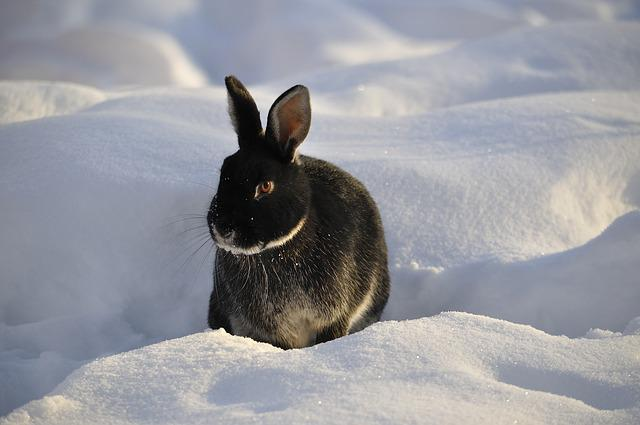 rabbit, winter, snow