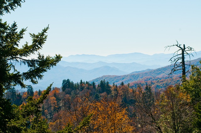 outdoors, park, landscape