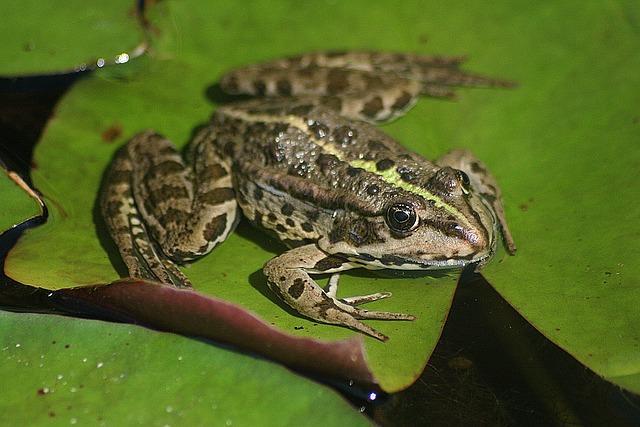 the marsh frog, frog, pond