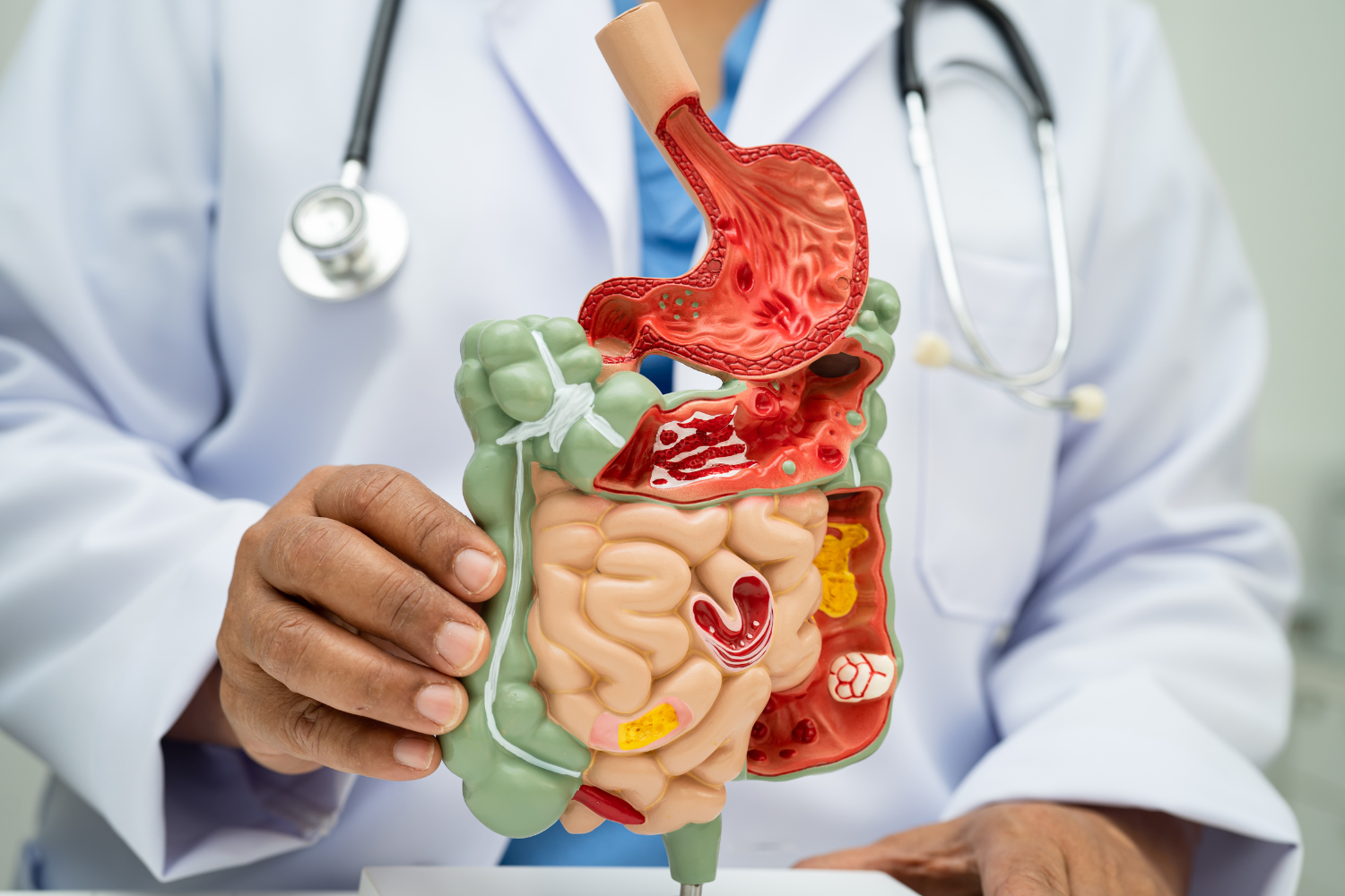 Model of a human digestive system.