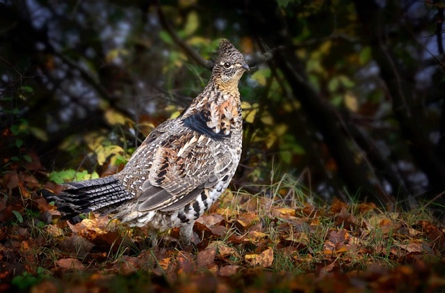 grouse, animal, nature