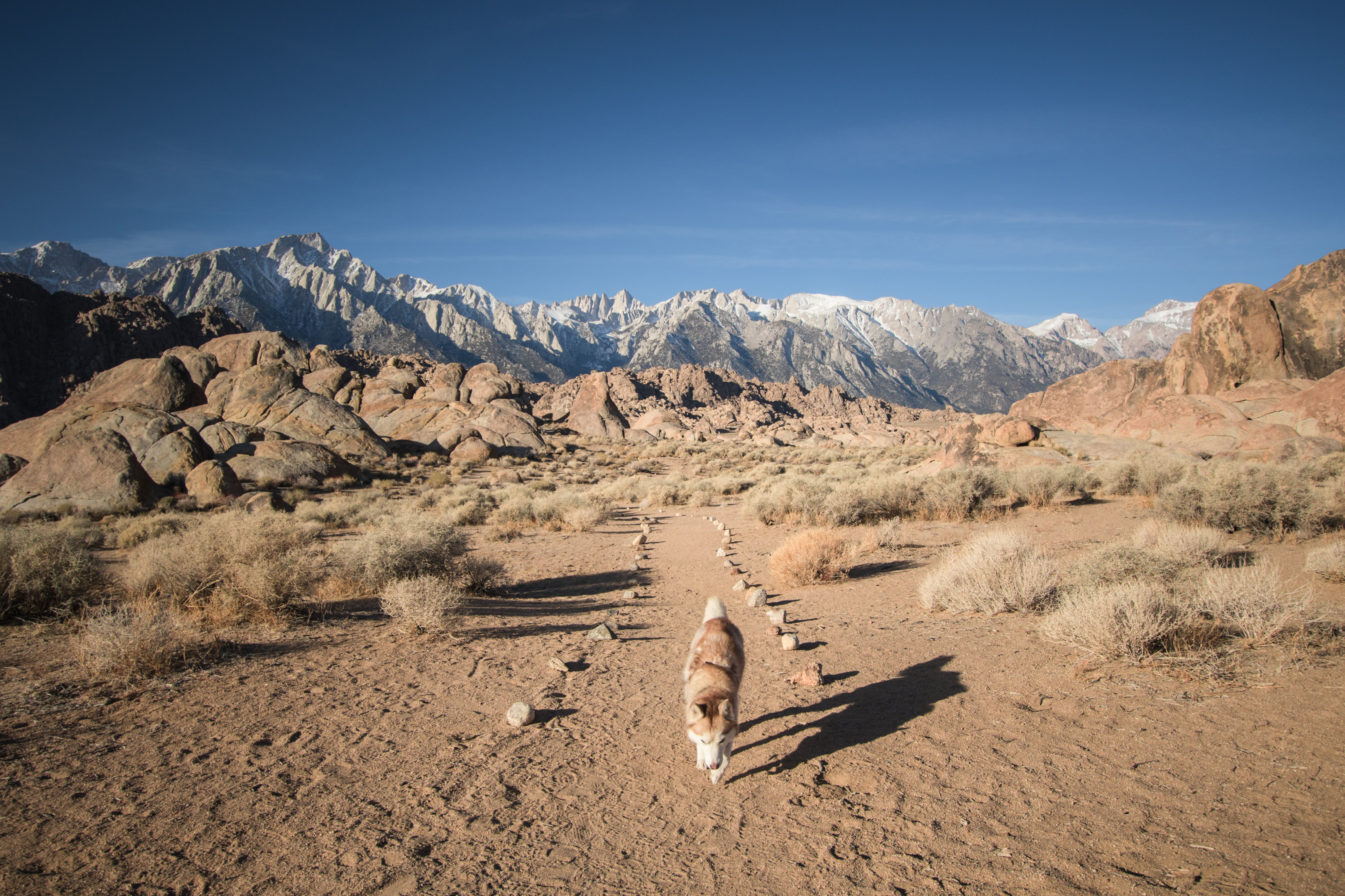 Dog walking through national park with mountains