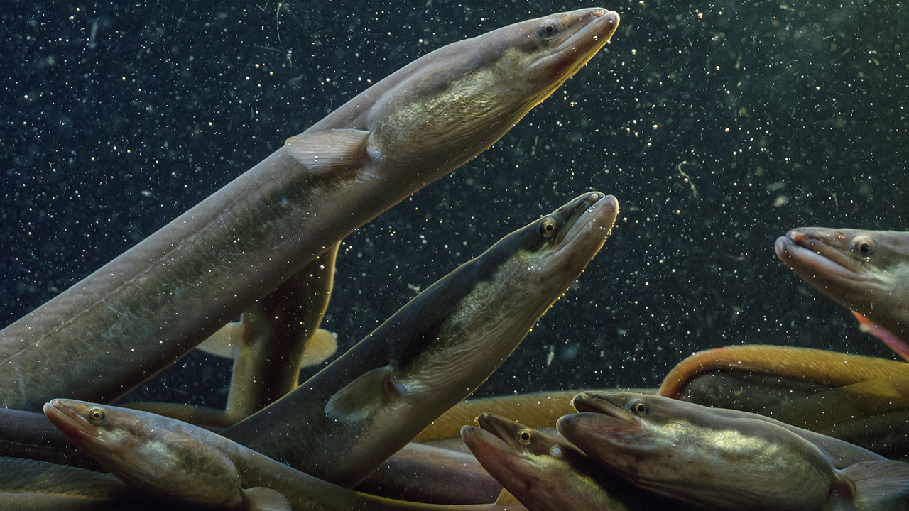 a group of eels