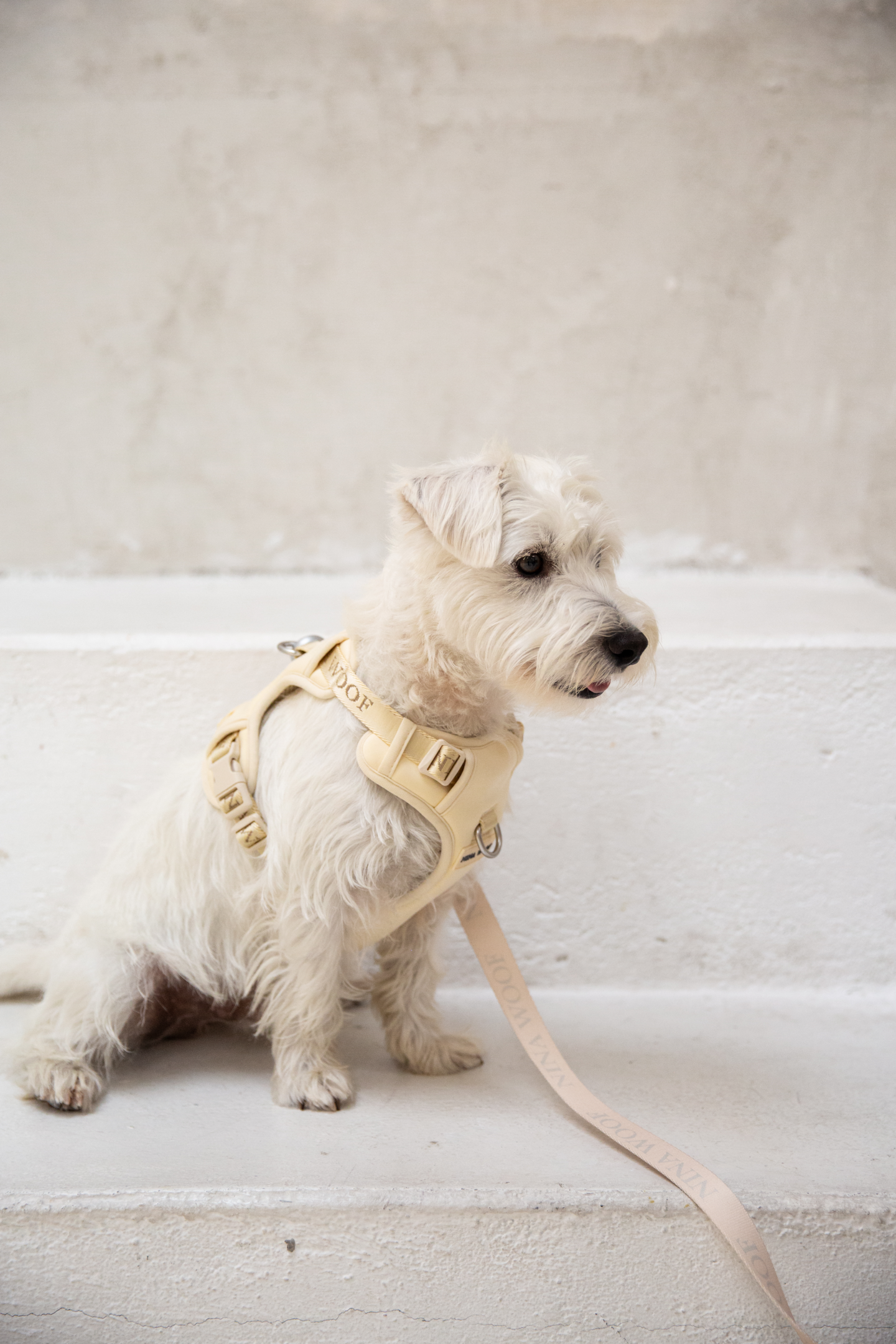 dog harnesses, right dog harness, purpose noun, dog, collars.