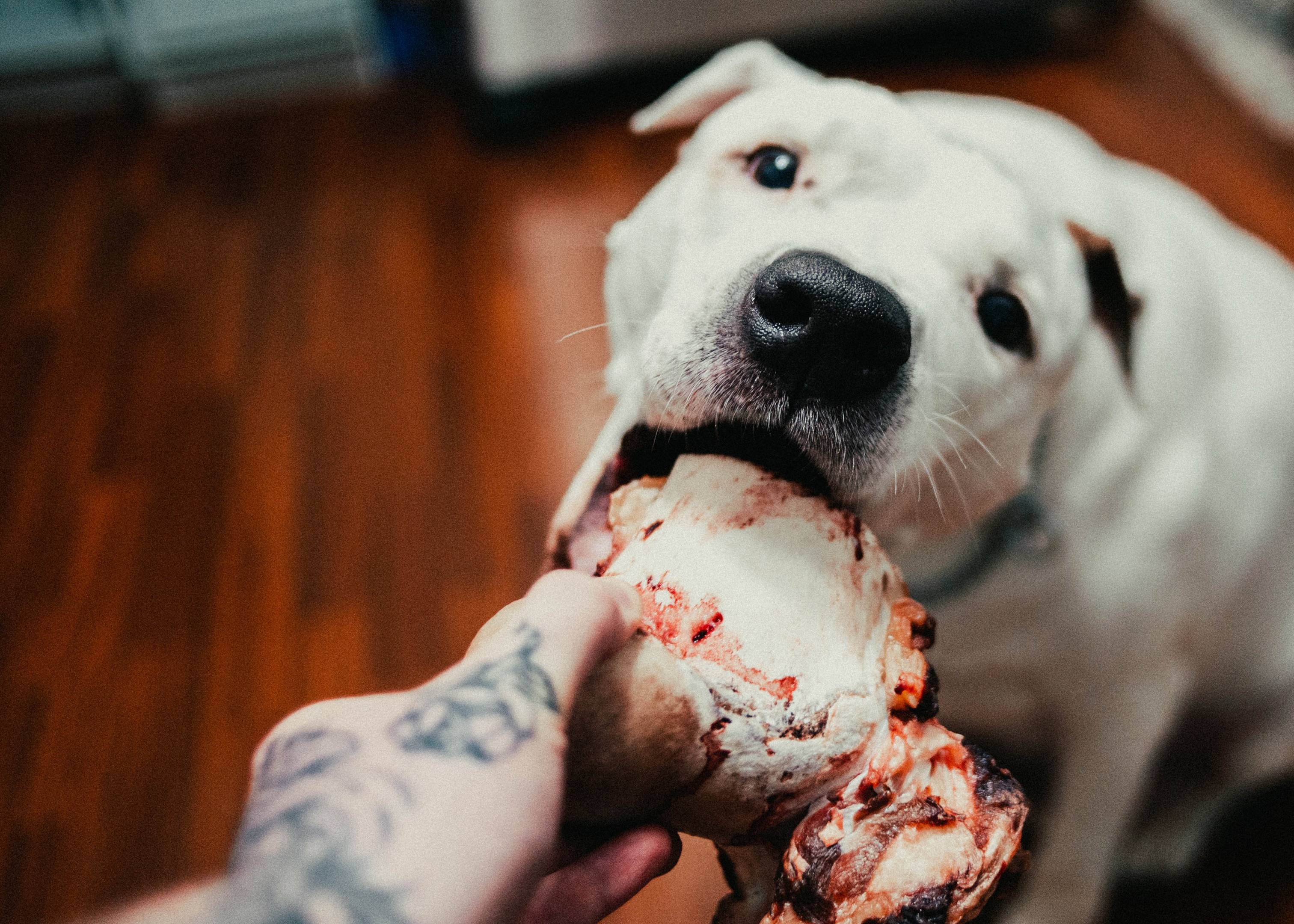 Dog eating food from its owners hand\\