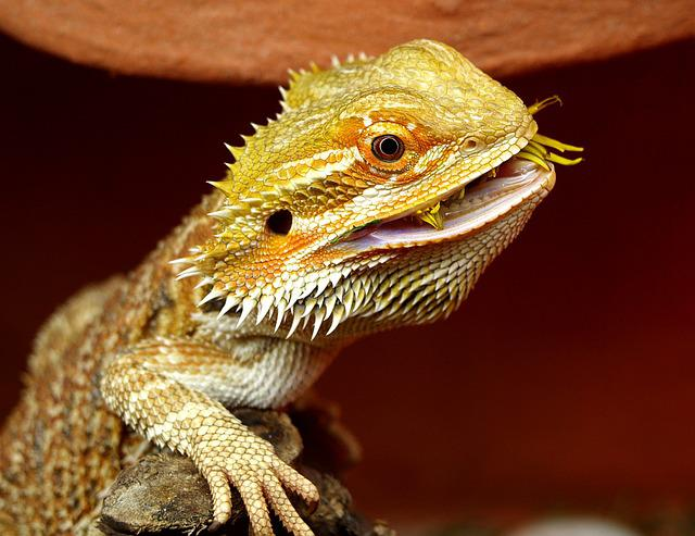 why is my bearded dragon digging