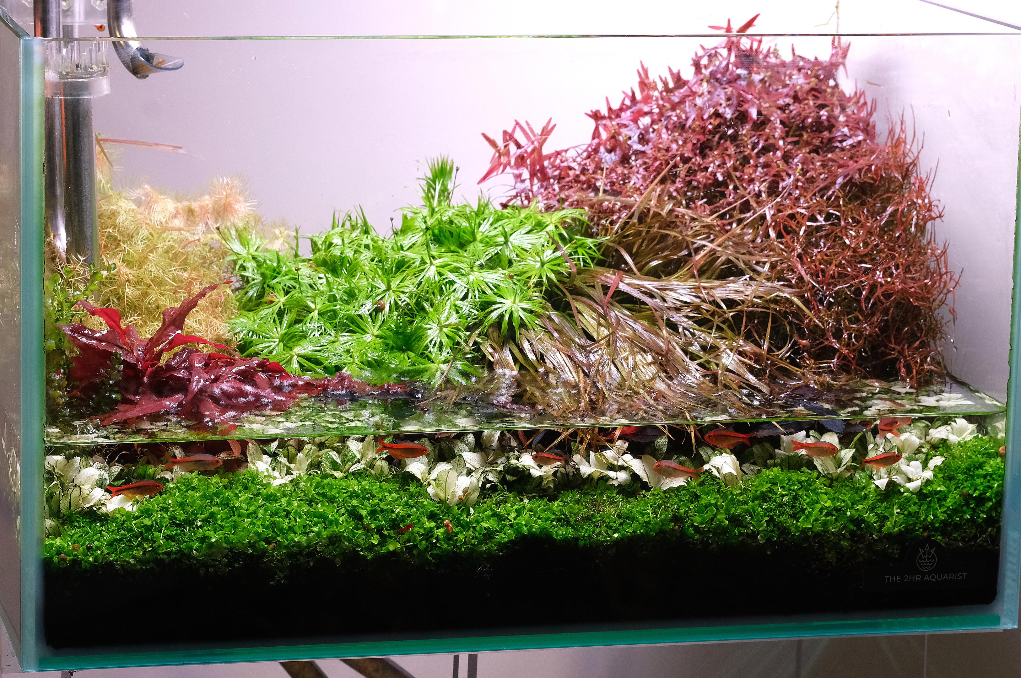 Aquarium drained during water change